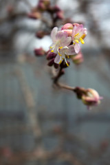 The flowering tree. The concept of spring. Blossoming buds of trees. Vertical orientation. Space for text. Place to copy