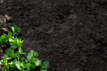 Green sprouting. Early spring. Sprouts on the black earth. The concept of gardening. Growing micro-greens. Horizontal orientation