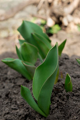 A Tulip sprout. Gardening. Spring. black soil. Vertical orientation