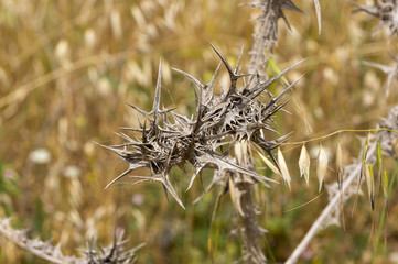 Dry thorns in the steppe in israel. Close-up