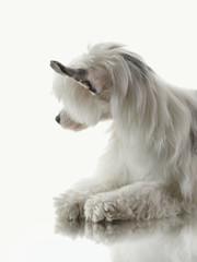 dog on a white background with reflection. Fluffy pet in the studio on white. beautiful Chinese crested