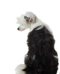 dog on a white background with reflection. Fluffy pet in the studio on white. beautiful Chinese crested