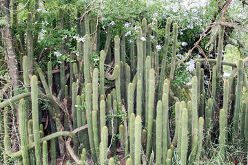 Cactus hedge, a hedge of prickly plants in Africa