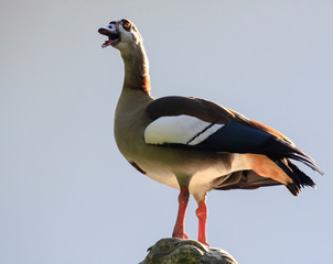  Wild goose sits on a light background.