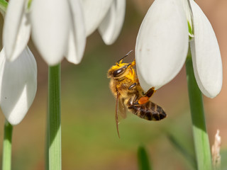 Naklejka premium Honey bee (Apis mellifera) on Snowdrop (Galanthus nivalis)