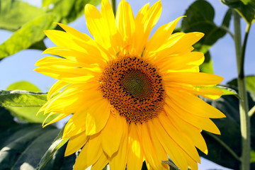 Complex yellow sunflower flower against the sky.