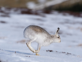 Mountain hare, Lepus timidus
