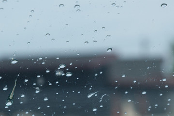 Obraz premium fluff. on the car window. Fluffy tree seeds poplar. Reproduction of trees.