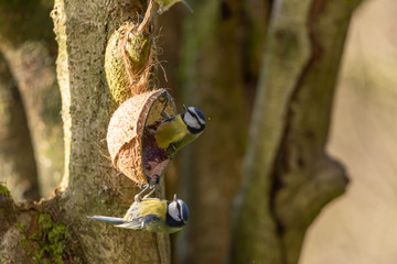 Cyanistes caeruleus.Eurasian Blue Tit against a natural woodland background.