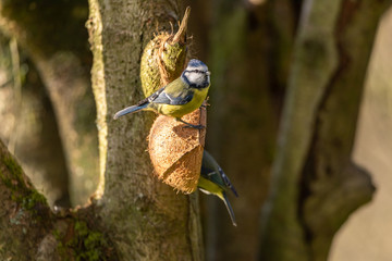 Cyanistes caeruleus.Eurasian Blue Tit against a natural woodland background.