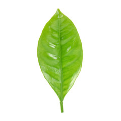 green leaf of citrus plant isolated on white background
