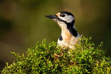 Obraz premium Great spotted woodpecker, dendrocopos major, looking from behind green moss in spring nature. Close up portrait of wild bird watching on sunny day with copy space.