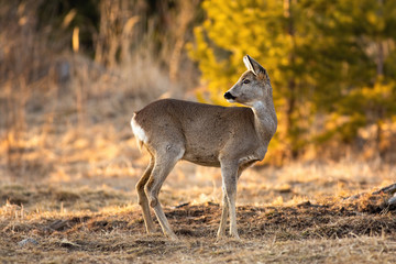 Adorable roe deer, capreolus capreolus, doe looking behind and standing on meadow in springtime. Cute animal wildlife watching back with copy space. Wild behind at sunrise from side