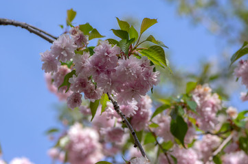 Prunus serrulata Japanese cherry tree double flower cultivation called sakura or taihaku in bloom, flowering oriental cherry