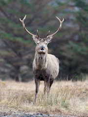 Red deer, Cervus elaphus