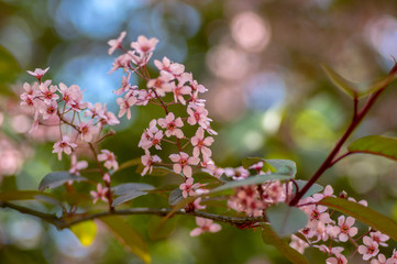 Prunus padus colorata pink flowering cultivar of bird cherry hackberry tree, hagberry mayday tree in bloom in sunlight