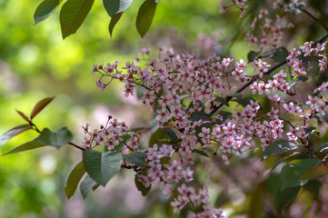 Prunus padus colorata pink flowering cultivar of bird cherry hackberry tree, hagberry mayday tree in bloom in sunlight