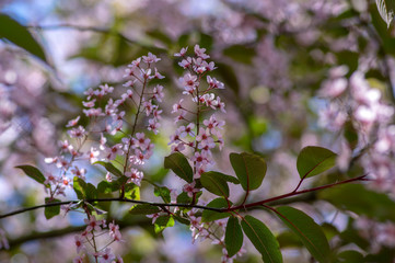 Prunus padus colorata pink flowering cultivar of bird cherry hackberry tree, hagberry mayday tree in bloom in sunlight