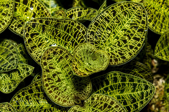 Unique Pattern of Leaves