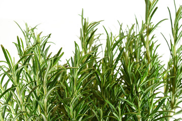 Obraz premium Rosemary isolated on white background