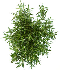 fresh rosemary on white background
