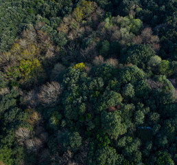 Aerial view of the countryside and the Cantabrian oak forest in the Liendo Valley, Liendo, Cantabrian Sea, Cantabria, Spain, Europe