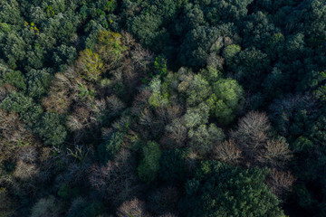 Aerial view of the countryside and the Cantabrian oak forest in the Liendo Valley, Liendo, Cantabrian Sea, Cantabria, Spain, Europe