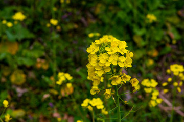 農業公園の菜の花