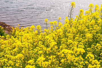 農業公園の菜の花
