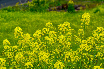 農業公園の菜の花