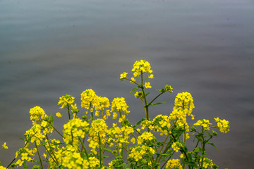農業公園の菜の花