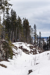 Snowy forest on the summit of the island of Frösön