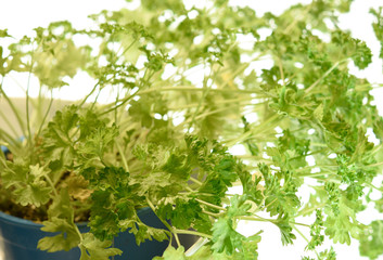 Parsley twigs on white