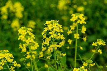 農業公園の菜の花