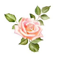 Naklejka premium Watercolor tender blush roses flowers isolated on a white background. The trendy elegant design for wedding invitation, poster, greeting cards and web design. Hand drawing floral illustration.