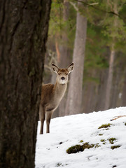 Red deer, Cervus elaphus