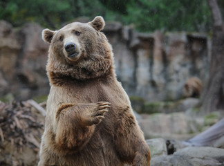 Obraz na płótnie Canvas brown bear in the zoo