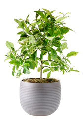 Naklejka premium Citrus plant in pot isolated on white