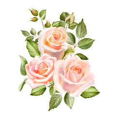 Watercolor tender  blush  roses flowers isolated on a white background. The trendy elegant design for wedding invitation, poster, greeting cards and web design. Hand drawing floral illustration.