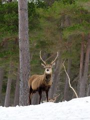 Red deer, Cervus elaphus
