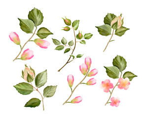Watercolor twig and bud set.  Roses flowers isolated on a white background. The trendy elegant design for wedding invitation, poster, greeting cards and web design. Hand drawing floral illustration.