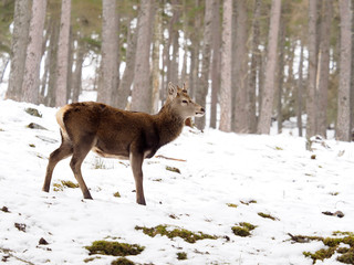 Red deer, Cervus elaphus