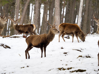 Fototapeta premium Red deer, Cervus elaphus