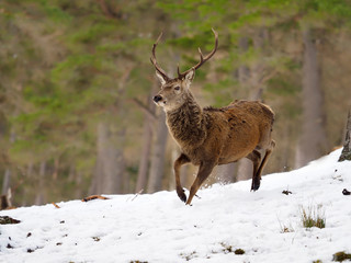Red deer, Cervus elaphus