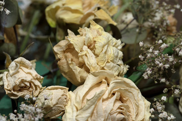 Old Dried out decaying wedding flowers, cream roses