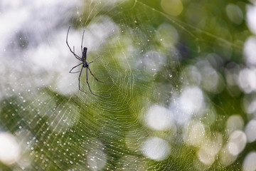 A spider weaving a web with the green background of the forest.
