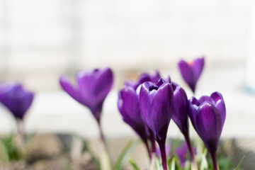 The first spring flowers are purple