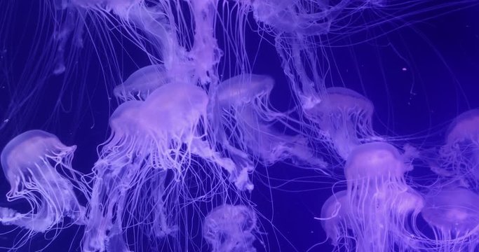 Close up 4K footage of some jellyfish swimming in an aquarium n Valencia, Spain.