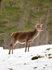 Red deer, Cervus elaphus