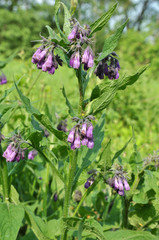 In the meadow, the comfrey (Symphytum officinale) is blooming